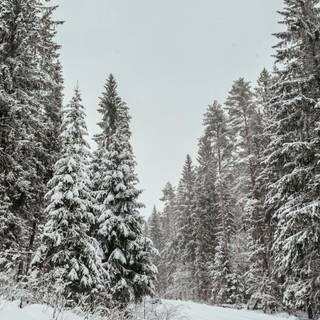 Winter woodland scenes wallpaper