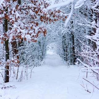 Winter woodland scenes wallpaper