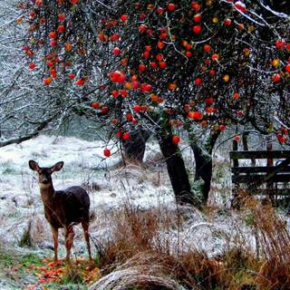 Winter woodland scenes wallpaper