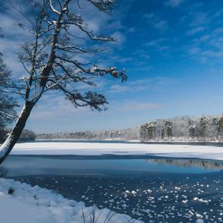 Winter woodland scenes wallpaper