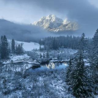 Winter woodland scenes wallpaper