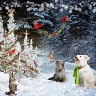 Winter woodland scenes wallpaper