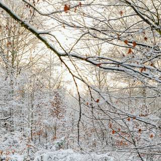 Winter woodland scenes wallpaper