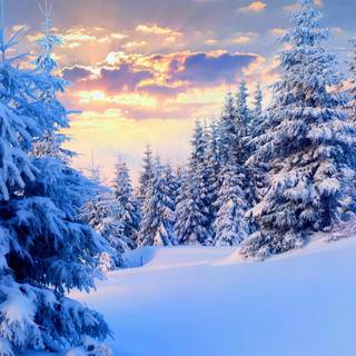 Winter woodland scenes wallpaper