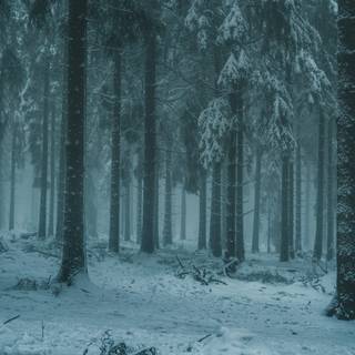 Winter woodland scenes wallpaper