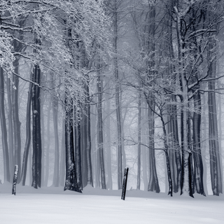 Winter woodland scenes wallpaper