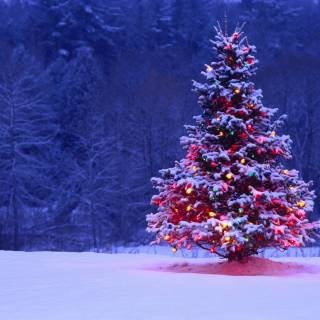 Christmas trees lights wallpaper