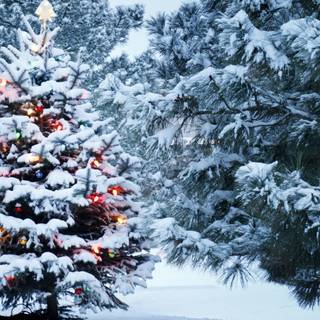 Christmas tree PC wallpaper