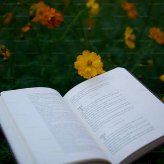 Story books wallpaper