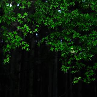 2560x1440 green wallpaper