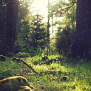 2560x1440 green wallpaper