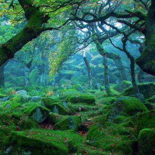 2560x1440 green wallpaper