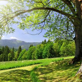 2560x1440 green wallpaper