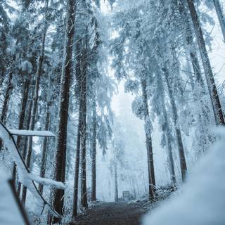 Winter forest 2k wallpaper