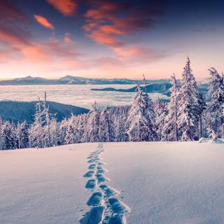 Winter forest 2k wallpaper