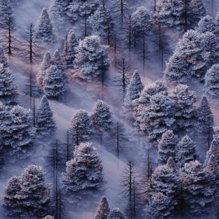 Winter forest 2k wallpaper