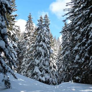 Winter forest 2k wallpaper