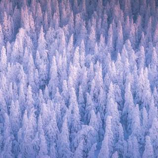 Winter forest 2k wallpaper