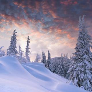 Winter forest 2k wallpaper