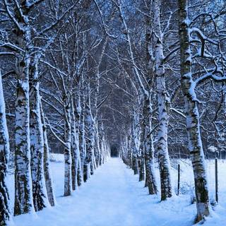 Winter forest 2k wallpaper