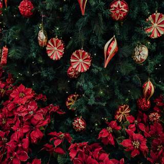 Christmas plant wallpaper