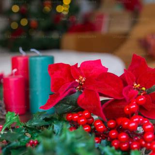 Christmas plant wallpaper