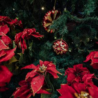 Christmas plant wallpaper