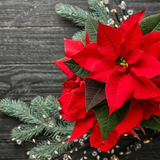 Christmas plant wallpaper