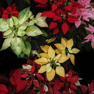 Christmas plant wallpaper