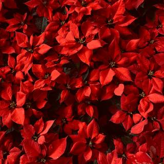 Christmas plant wallpaper