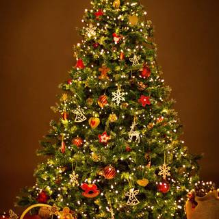 Christmas plant wallpaper