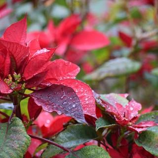 Christmas plant wallpaper