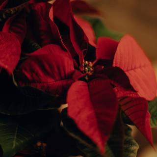 Christmas plant wallpaper