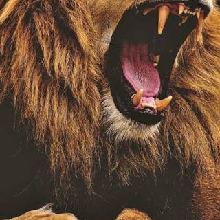 Magical lion forest wallpaper