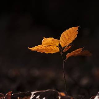 Dark photography wallpaper