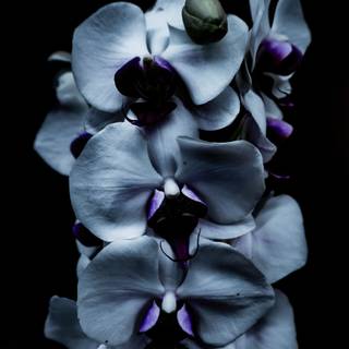 Dark photography wallpaper