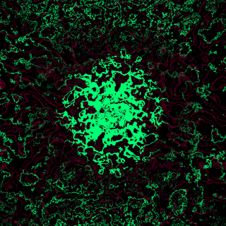 Roblox Grace wallpaper