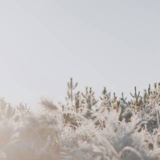 Winter aesthetic blurred wallpaper