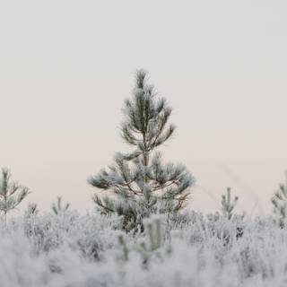 Winter aesthetic blurred wallpaper