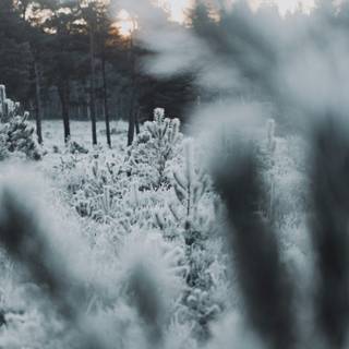 Winter aesthetic blurred wallpaper