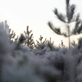 Winter aesthetic blurred wallpaper