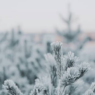 Winter aesthetic blurred wallpaper