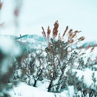Winter aesthetic blurred wallpaper