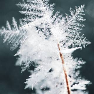 iPhone winter ice wallpaper