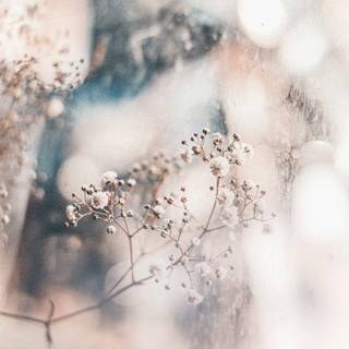 Winter aesthetic blurred wallpaper