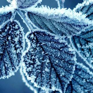 iPhone winter ice wallpaper