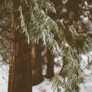 Winter aesthetic blurred wallpaper