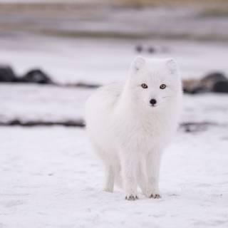 Winter aesthetic blurred wallpaper