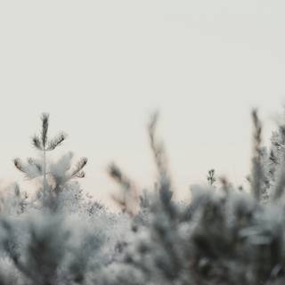 Winter aesthetic blurred wallpaper