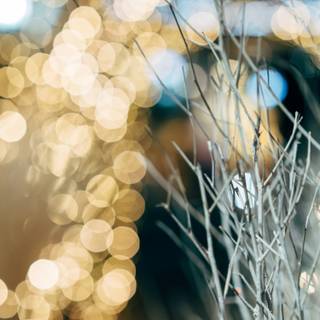 Winter aesthetic blurred wallpaper